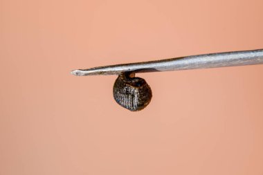 Cımbız üzerinde sülük. Kan emici hayvan. Kemer-türü sınıfından ringworms alt sınıfı. Hirudotherapy