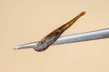 Cımbız üzerinde sülük. Kan emici hayvan. Kemer-türü sınıfından ringworms alt sınıfı. Hirudotherapy