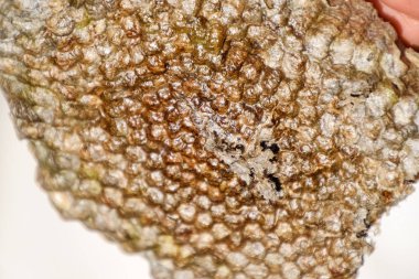 Aspen, yuva olduğunu polist. Aspen üreme mevsimi sonunda iç içe. Bal peteğin içinde hisse senetleri. Kavak tatlım. Vespa