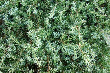 köknar ağacı iğneler. arka plan