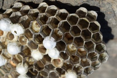 Bir ağaç kütüğü yalan eşekarısı yuvası.