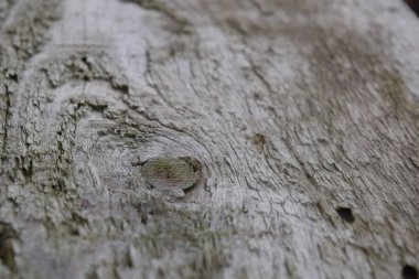 köknar ağacı iğneler. arka plan