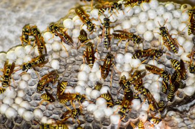 Eşekarısı yuvası üzerine oturan Yaban arıları ile.