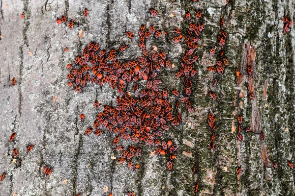 Kırmızı böcek güneşin ağaç kabuğu üzerinde güneşlenmek. Sonbahar sıcak-askerler böcekler için