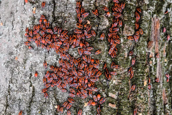 Kırmızı böcek güneşin ağaç kabuğu üzerinde güneşlenmek. Sonbahar sıcak-askerler böcekler için