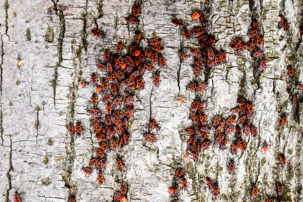 Kırmızı böcek güneşin ağaç kabuğu üzerinde güneşlenmek. Sonbahar sıcak-askerler böcekler için