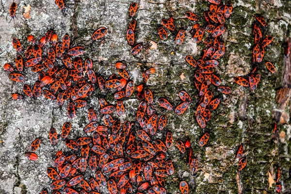 Czerwone robaki wygrzać się w słońcu na korze drzew. Jesienny ciepły żołnierzy dla chrząszczy — Zdjęcie stockowe