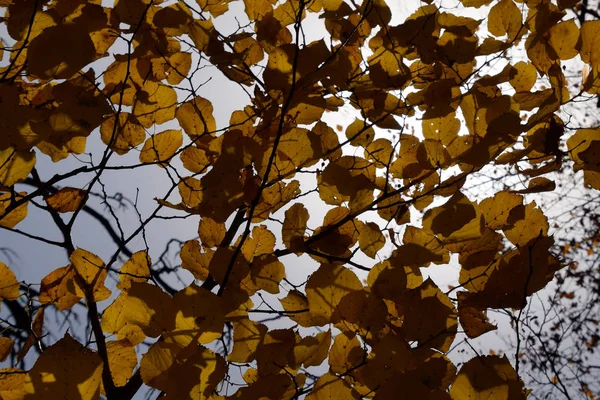 Feuilles jaunes de tilleul contre le ciel et le contre-jour. Fond d'automne à partir des feuilles d'un tilleul. Feuilles d'automne jaunes — Photo