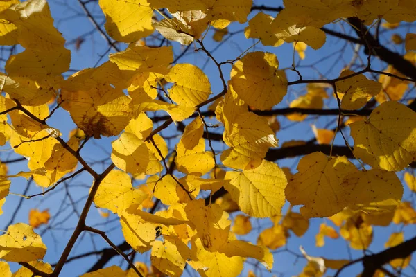 Feuilles jaunes d'un tilleul. Feuilles jaunies sur les branches d'un — Photo