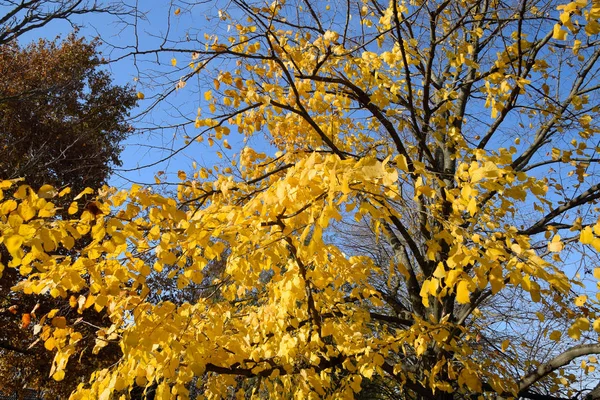 Folhas amarelas de uma tília. Folhas amareladas nos ramos de um — Fotografia de Stock