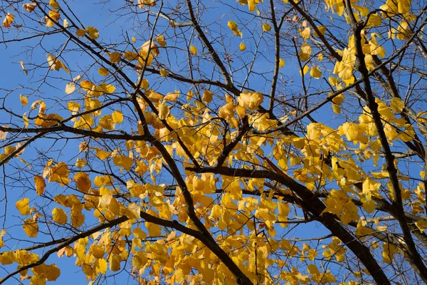 Folhas amarelas de uma tília. Folhas amareladas nos ramos de um — Fotografia de Stock