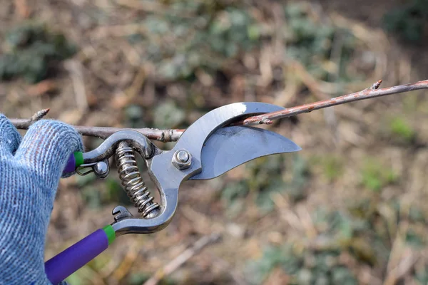 Bir kesici ile süs ağacı. Meyve ağaçları budama bahar.