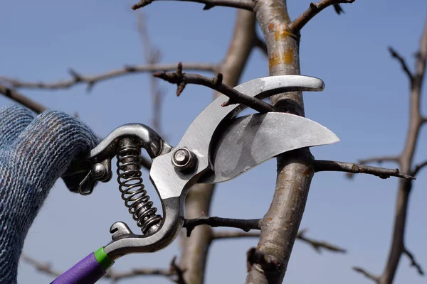 Budama armut budayıcılar şubeleri.