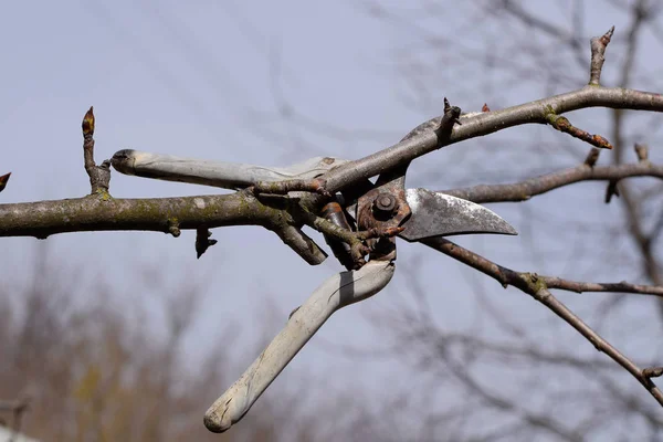 Tijeras de podar colgadas en una rama de pera. Poda de ramas de pera podadoras — Foto de Stock