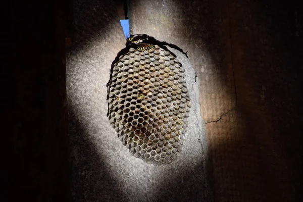 Yuva aspen, polist. Bree sonunda aspen yuva