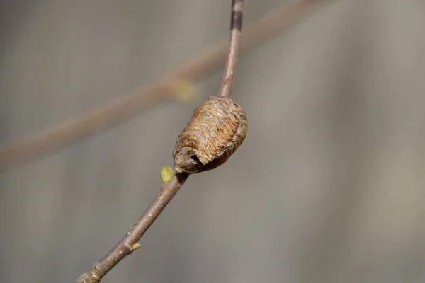 Ootheca 螳螂在树的树枝上。昆虫的卵 — 图库照片