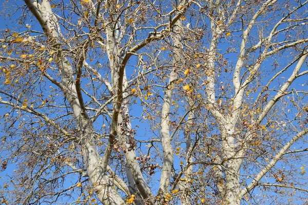 실버 포 플 러의 분기의 배경입니다. 가 나무. — 스톡 사진