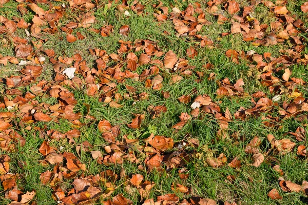 Fundo textural de folhas caídas de um álamo. Um outono ca — Fotografia de Stock