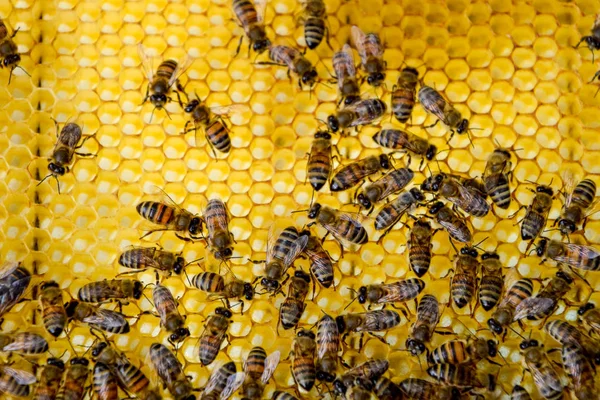 Ройські бджоли на воскових гребенях. Бджолиний медовий коктейль, Планк з медовим коктейлем з вулика. Медова бджола . — стокове фото