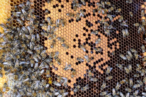 Abejas de miel en el hogar colmenar — Foto de Stock