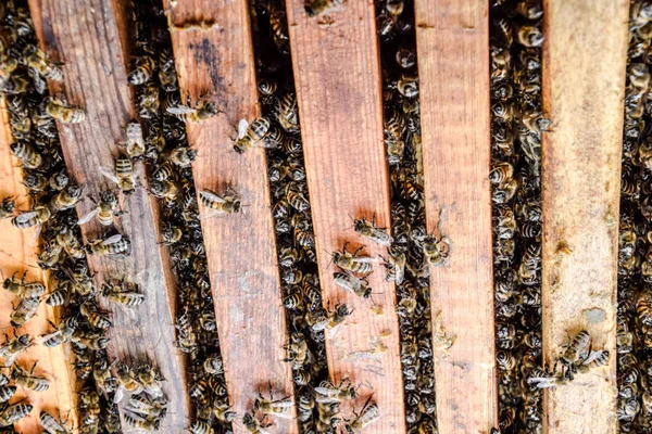 Otevřené včelí úl. Fošny s plástve v úlu. Včely se plazit podél podregistru. Včela medonosná. — Stock fotografie