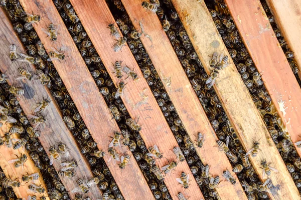 Open bee hive. Plank with honeycomb in the hive. The bees crawl along the hive. Honey bee. — Stock Photo, Image