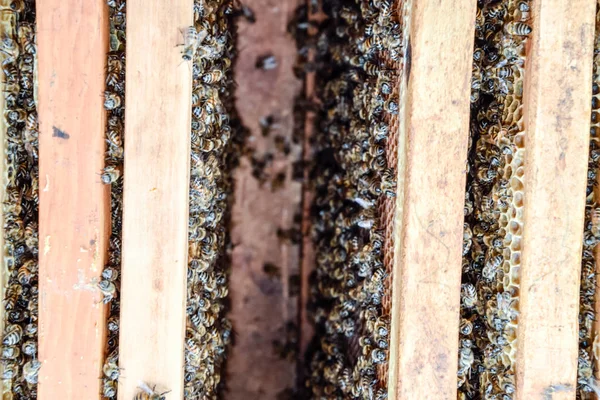 Colmena de abejas abierta. Plank con panal en la colmena. Las abejas se arrastran por la colmena. Abeja . — Foto de Stock