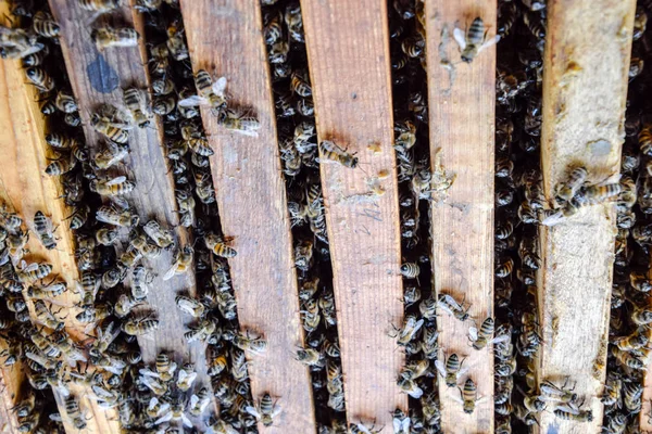 Açık arı kovanı. Kovan petek ile plank. Arıların kovan sürün. Bal arısı.