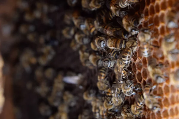 A hazai méhészet a mézelő méhek — Stock Fotó