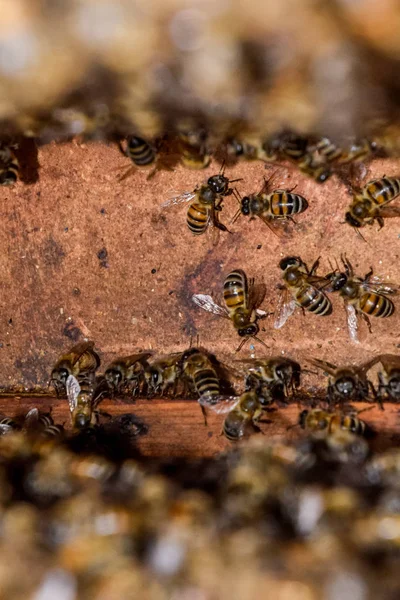 Вулик, вид зсередини. Бджола-гу. Медова бджола. Вхід у вулик . — стокове фото