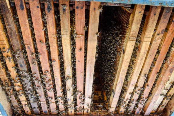 Açık arı kovanı. Kovan petek ile plank. Arıların kovan sürün. Bal arısı.