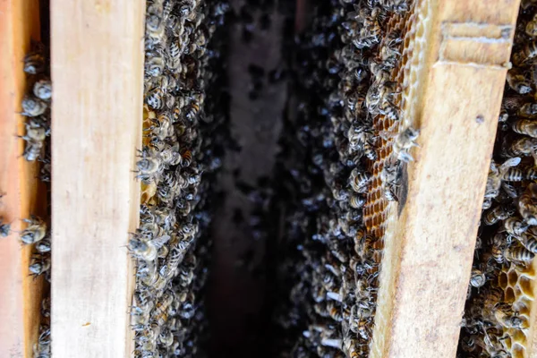 Açık arı kovanı. Kovan petek ile plank. Arıların kovan sürün. Bal arısı.