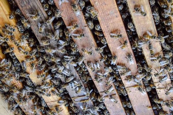 Открытый пчелиный улей. Планка с сотовыми сотами в улье. Пчелы ползают вдоль улья. Пчела . — стоковое фото