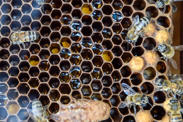 Abejas de miel en el hogar colmenar — Foto de Stock