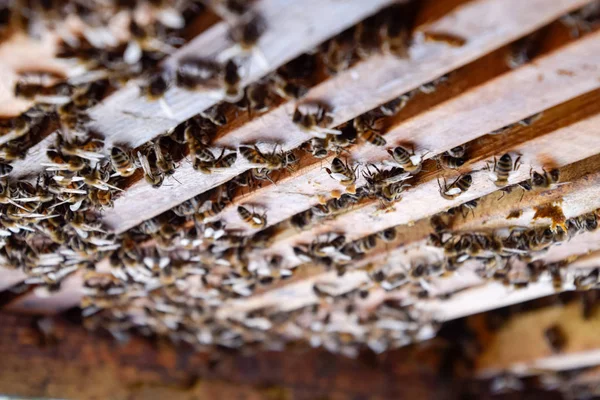 Açık arı kovanı. Kovan petek ile plank. Arıların kovan sürün. Bal arısı.