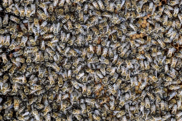 En tät klunga av bin i boet. Arbetande bin, drönare och livmoder i en svärm av bin. Honungsbi. Ackumulation av insekter. — Stockfoto