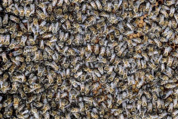 A dense cluster of swarms of bees in the nest. Working bees, drones and uterus in a swarm of bees. Honey bee. Accumulation of insects.