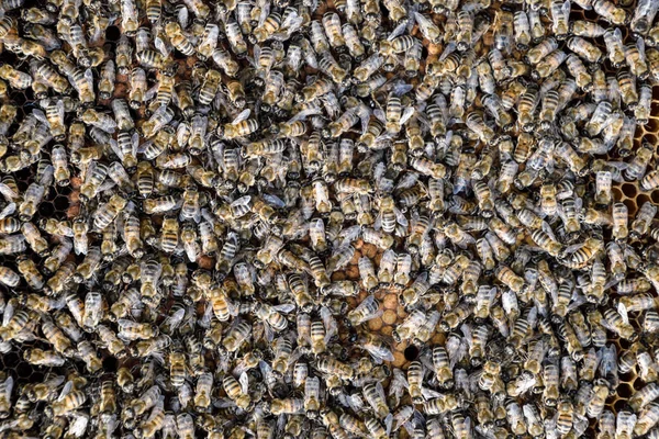 A dense cluster of swarms of bees in the nest. Working bees, drones and uterus in a swarm of bees. Honey bee. Accumulation of insects. — Stock Photo, Image