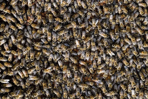 A dense cluster of swarms of bees in the nest. Working bees, drones and uterus in a swarm of bees. Honey bee. Accumulation of insects.