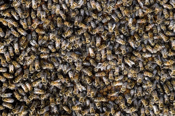 A dense cluster of swarms of bees in the nest. Working bees, drones and uterus in a swarm of bees. Honey bee. Accumulation of insects.