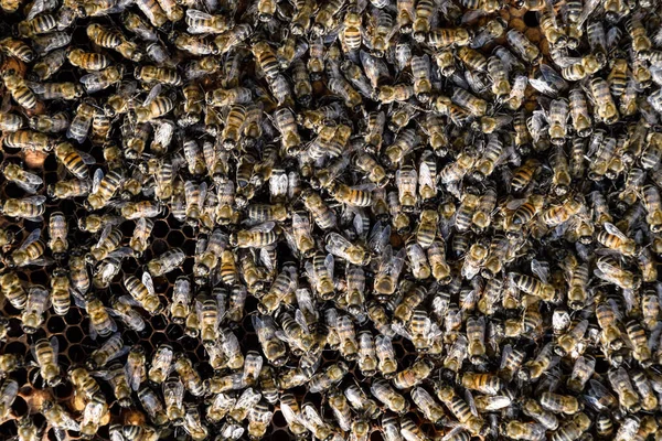 A dense cluster of swarms of bees in the nest. Working bees, drones and uterus in a swarm of bees. Honey bee. Accumulation of insects.