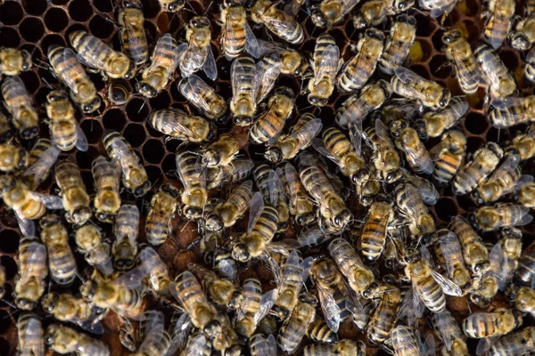 Honey bees on the home apiary — Stock Photo, Image