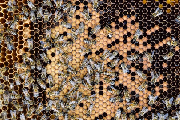 Abejas de miel en el hogar colmenar —  Fotos de Stock