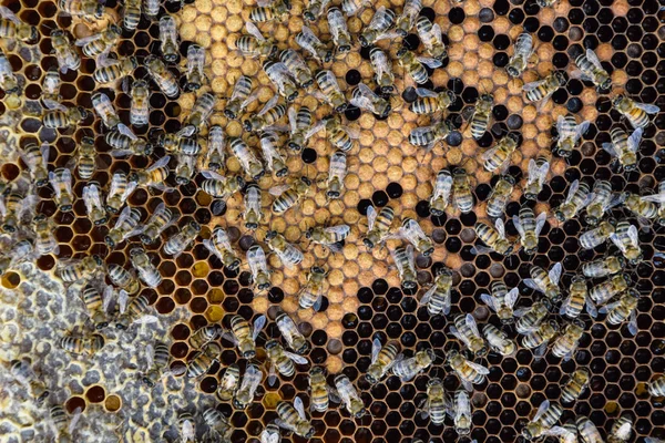 Bijen op het huis van de bijenteelt — Stockfoto