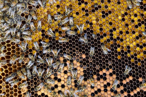 Bal arıları üzerinde ev arı kovanı — Stok fotoğraf