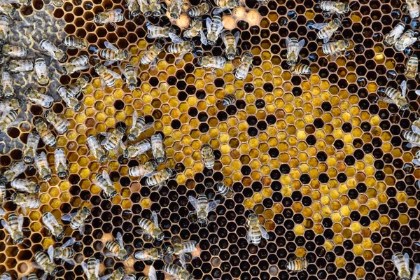 Honey bees on the home apiary — Stock Photo, Image