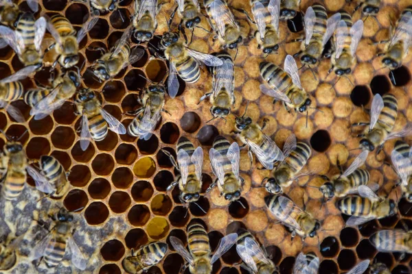Abelhas de mel no apiário de casa — Fotografia de Stock
