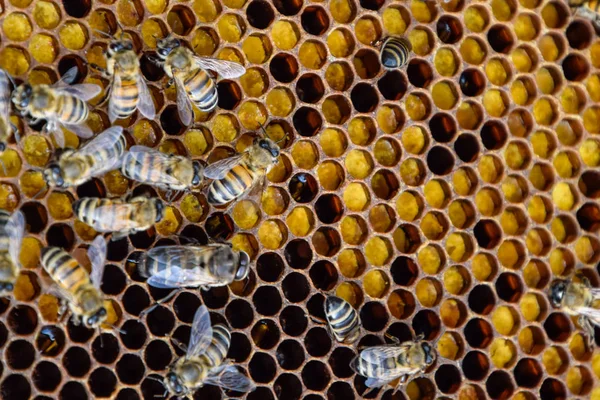 Abeilles à miel sur le rucher de la maison — Photo