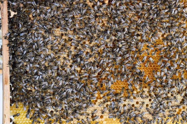 Bal arıları üzerinde ev arı kovanı