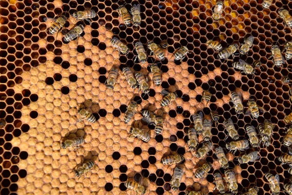Pszczoły miodne, na domowej pasieki — Zdjęcie stockowe
